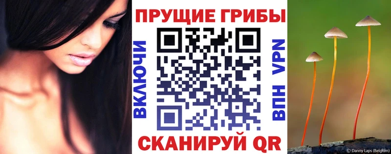 Галлюциногенные грибы MAGIC MUSHROOMS  продажа наркотиков  Нелидово 